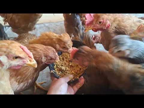 Quieres tener huevos de calidad mira este video