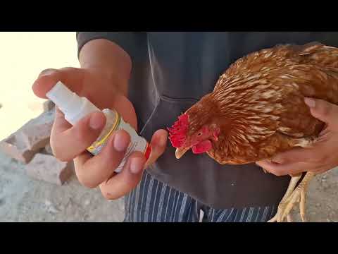 Si tus gallinas NO engordan esto puede ser la causa