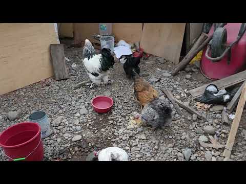 Como construir un gallinero con poco presupuesto