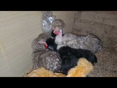 Quieres tener gallinas con buen peso aquí tengo la solución
