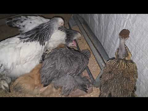 Como obtener gallinas CRIOLLAS MEJORADAS
