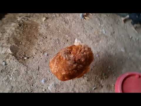 Que hacer si tus gallinas dejan de poner huevo