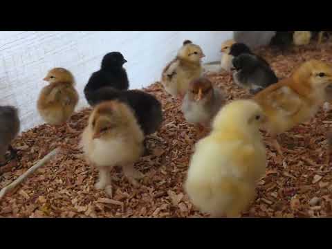 Tips para la buena crianza casera de POLLOS BEBÉS