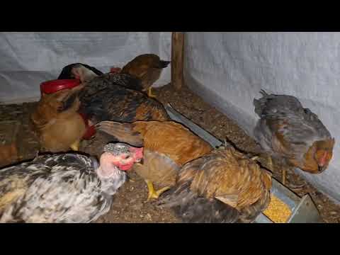 Se terminó la temporada de criar gallinas y esto pasó