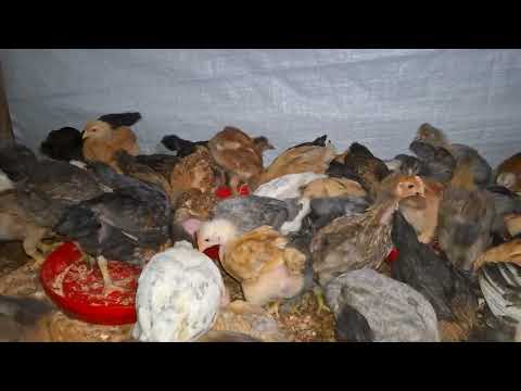 Cada día que pasa tus gallinas necesitarán más comida