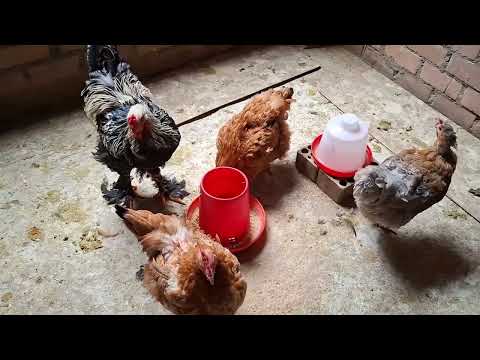 Quieres tener huevos de calidad Mira este video