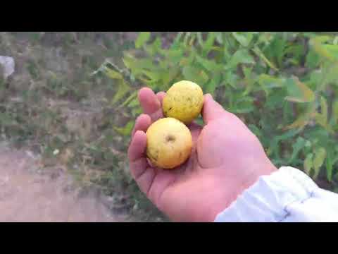 Danusska recoge frutas del campo para sus gallinas