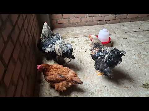 Como cuidar a tus gallinas criollas y aumentar su