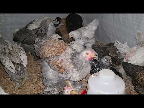Como sacar gallinas de piel negra
