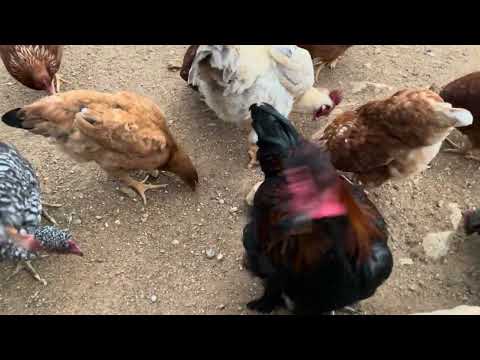 Has un negocio de huevos con gallinas ponedoras