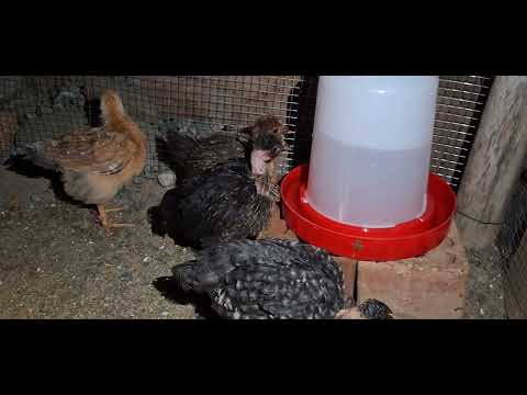 Has tú negocio de gallinas en poco tiempo