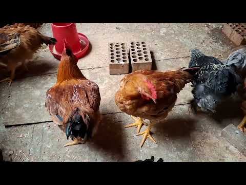 Como saber si mi gallinas ya van a poner huevo