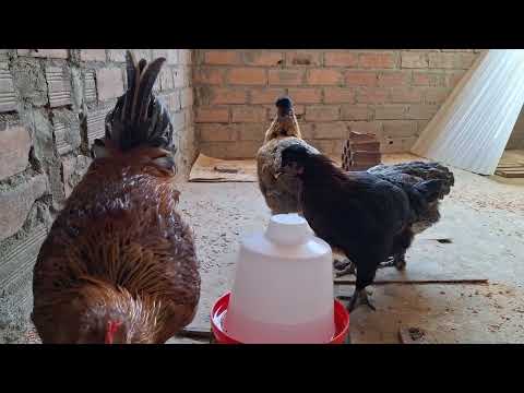 Antes de criar gallinas mira este video primero