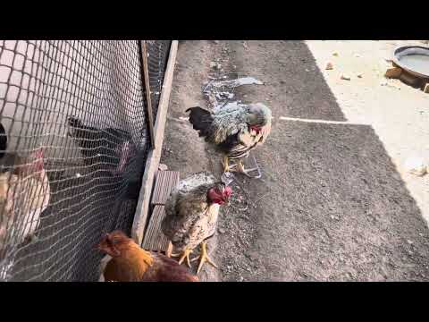 Llegó tu momento de ganar dinero con gallinas
