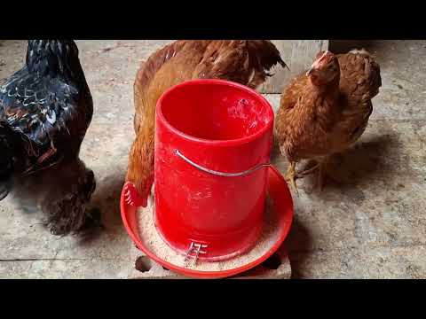 Cuidados para tener éxito criando gallinas