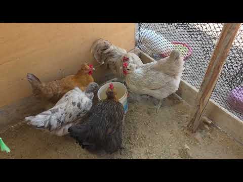 Aumenta la producción de huevos en tus gallinas con ESTE