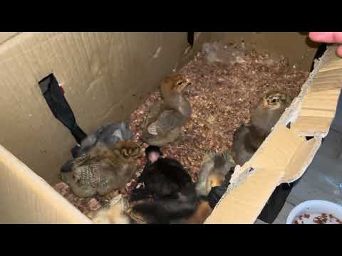 Has tu negocio criando 10 gallinas en cajas
