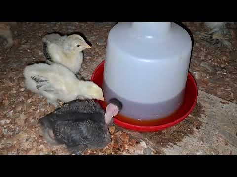 En la crianza de gallinas hay momentos donde te llega el