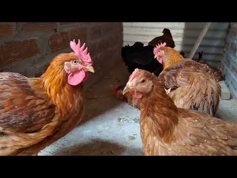 Es rentable criar gallinas pavipollos
