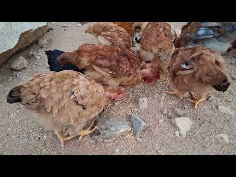Esto te pasará si NO alimentas bien a tus gallinas
