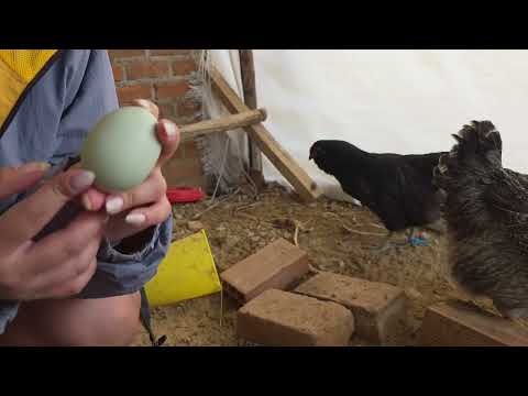 Danusska cuida a 70 gallinas en un día