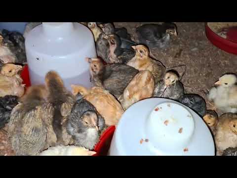Como comenzar una granja con 100 gallinas criollas