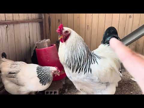 Engorda a tus gallinas de forma rápida y fácil
