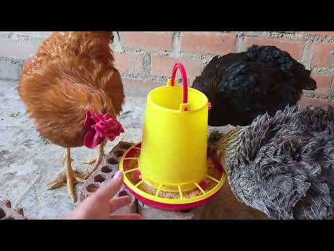 Tus Gallinas COMEN Mucho pero No Engordan Descubre el Por