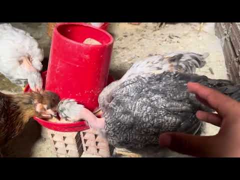Una gallina puede llegar a poner Huevo en 4 meses