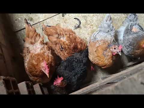 Cuantas gallinas hay que tener para que sea rentable la