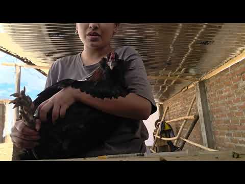 Asi es un dia viviendo con mis gallinas en el campo