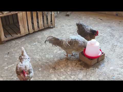 Cómo tener gallinas en casa aunque vivas en la ciudad