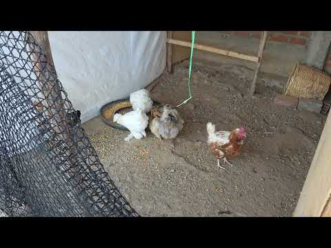 Así es la experiencia de criar 30 gallinas