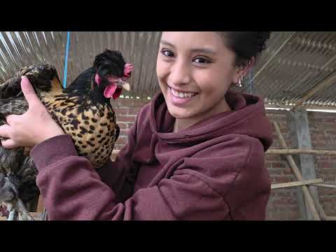 Se puede puede vivir bien criando gallinas