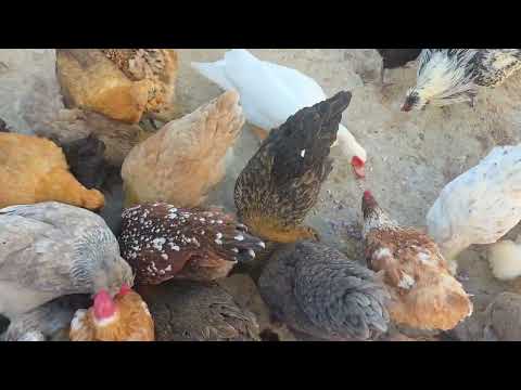 Danusska le da cebolla a sus gallinas y mira los resultados