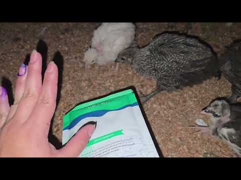 Cuanto dinero se necesita para criar 100 GALLINAS CRIOLLAS