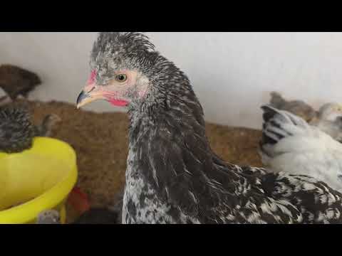 Construyendo de forma casera un gallinero