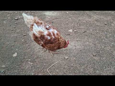 Esto pasa si le das de comer puro maíz a tus gallinas