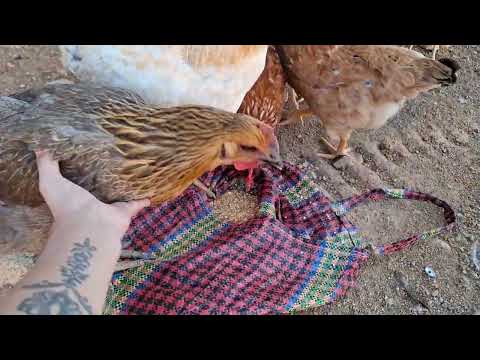 Los beneficios que te da criar gallinas con poco presupuesto