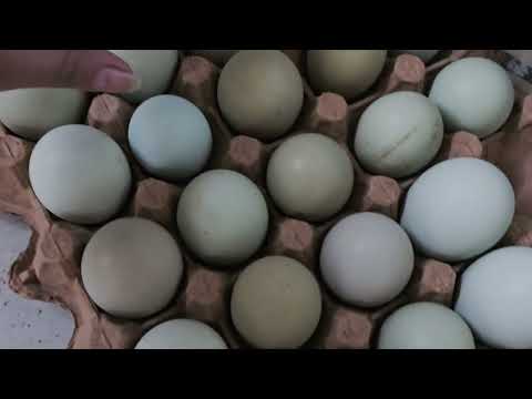 Mi gallina se pierde y regresa con pollitos