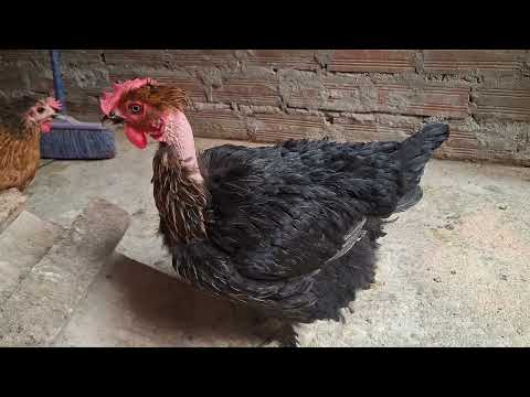 Como tener una buena producción de huevos en GALLINAS