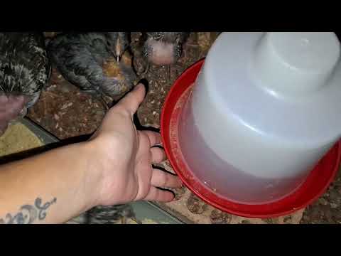 Muchas personas fracasan criando gallinas aquí el secreto
