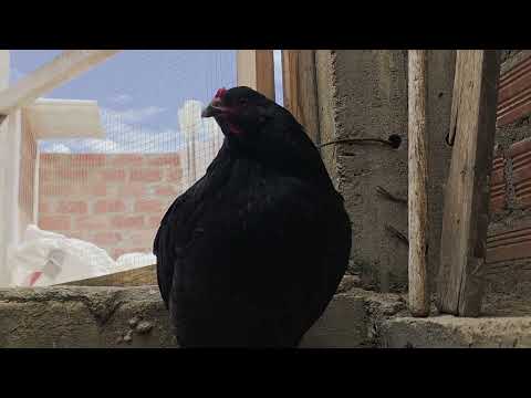 Gallina bolos que ponen huevos celestes todos los días