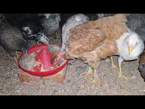 Estoy empezando a fracasar con mi proyecto de GALLINAS