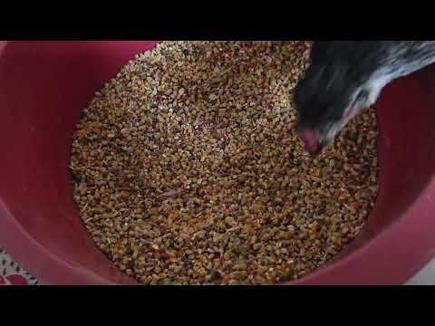 Danusska mezcla maíz concentrado engorde para sus gallinas