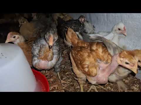 Nunca críes gallinas de diferentes tamaños o te arrepentirás