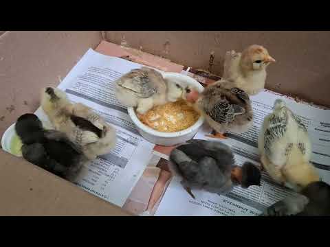 Cómo cuidar a tus pollos bebés sin foco Día 4