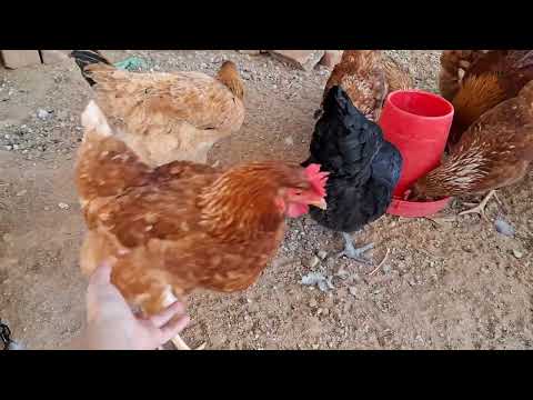 Si quieres criar a tus gallinas libre de estrés has esto