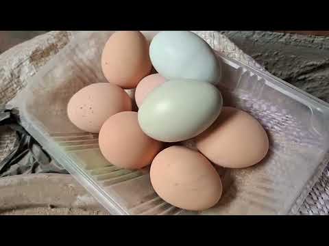 Cómo hacer para que tus gallinas pongan huevo todos los días