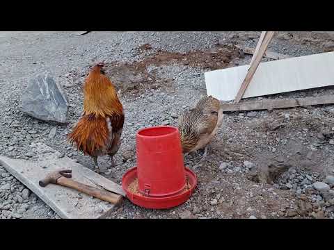Has un proyecto con gallinas ornamentales por que es